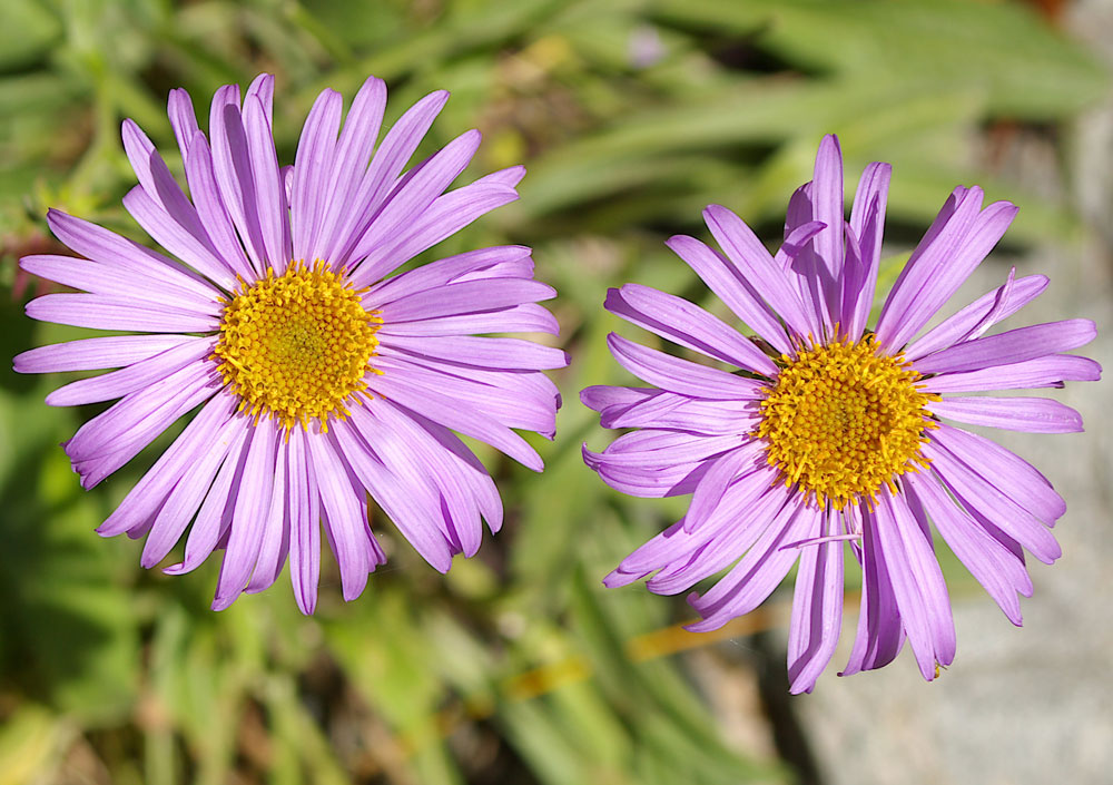 Aster alpinus / Astro alpino